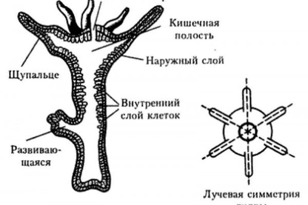 Kraken tor link