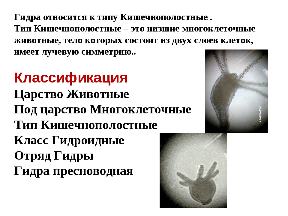 Какая сейчас ссылка на кракен